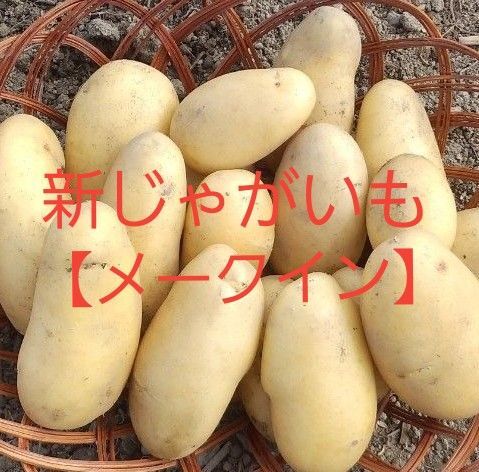 新じゃがいも【メークイン】農薬不使用
