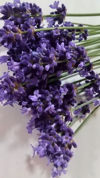 ラベンダー花 カットドライ用100個