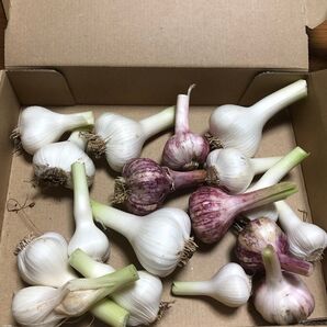 新鮮にんにく(ホワイト六片。紫) 自然