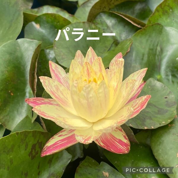 パラニー 苗① 耐寒性睡蓮 温帯睡蓮 スイレン苗 ビオトープ 水生植物