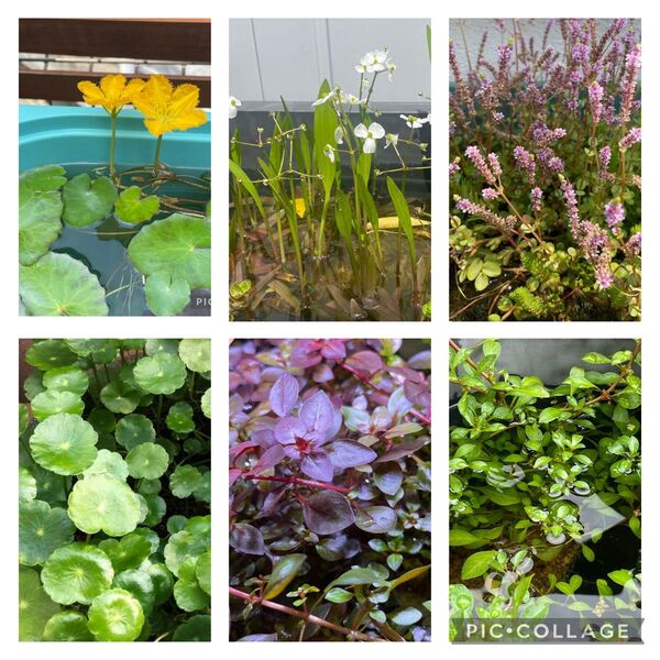 水草セット ビオトープ 寄せ植え 産卵床 浮き草 暑さ対策に 水生植物
