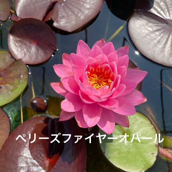 ペリーズファイヤーオパール 小苗① 耐寒性睡蓮 温帯睡蓮 スイレン苗 ビオトープ 水生植物