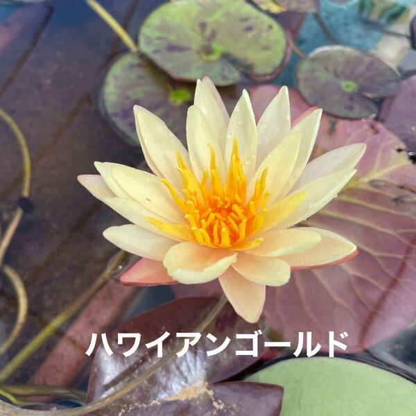 ハワイアンゴールド 苗A 耐寒性睡蓮 温帯睡蓮 スイレン苗 ビオトープ 水生植物