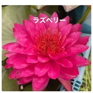 ラズベリー 小苗③ 耐寒性睡蓮 温帯睡蓮 スイレン苗 ビオトープ 水生植物