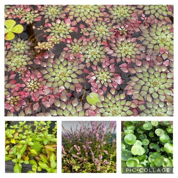 水草セット ビオトープ 寄せ植え 産卵床 浮き草 暑さ対策に ウォーターダイヤ