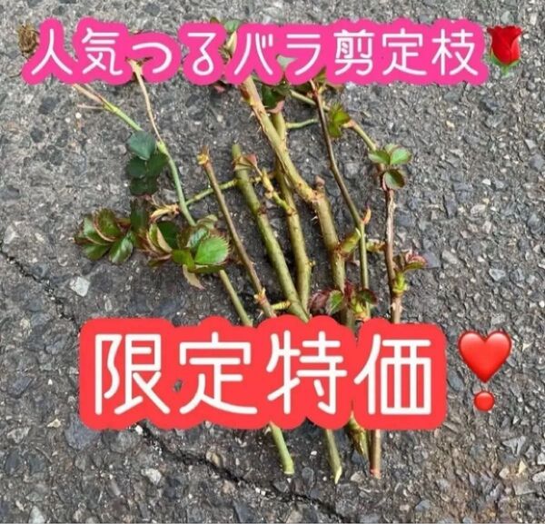 【つるバラピンク】10〜20センチほどの剪定枝10本☆殿堂入りの丈夫で育てやすい人気の品種です☆丈夫なのでほぼ無農薬☆ピエール