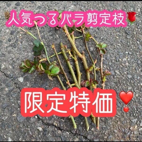 【つるバラピンク】10〜20センチほどの剪定枝10本☆殿堂入りの丈夫で育てやすい人気の品種です☆丈夫なのでほぼ無農薬☆ピエール