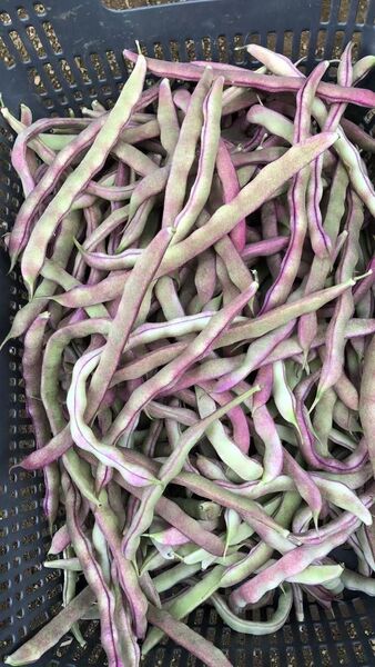 モロッコいんげん(正宗老品種紫芸豆)2kg 長野県産 信州