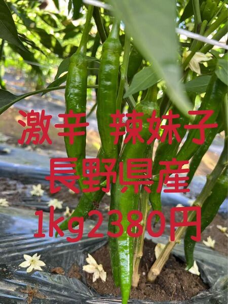 長野県産 大地自然成熟 激辛 辣妹子 青唐辛子 1kg