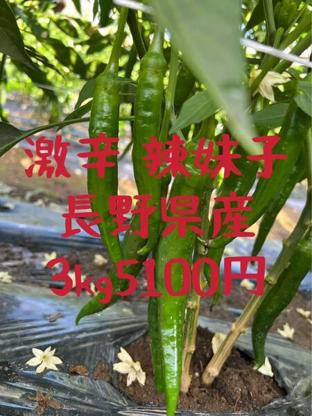 長野県産 大地自然成熟 激辛 辣妹子 青唐辛子 3kg