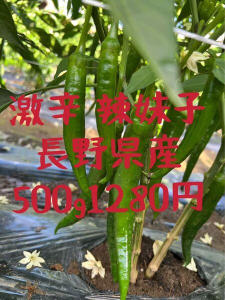 長野県産 大地自然成熟 激辛 辣妹子 青唐辛子 500g