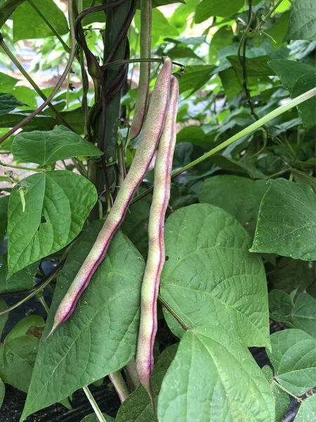 モロッコいんげん(正宗老品種紫芸豆)4kg 長野県産 信州