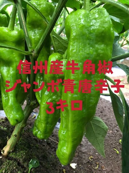 長野県産 家庭菜園の青唐辛子ジャンボ唐辛子、中国牛角椒、農薬不使用 3kg