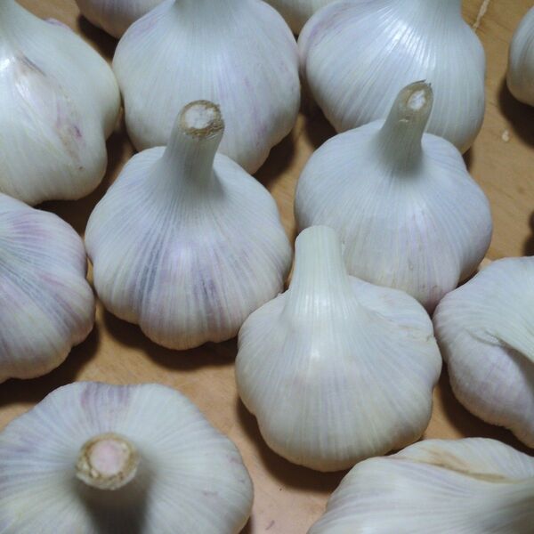 生にんにく 約1.8kg◆2L以上の大玉◆採れたて◆送料込みでお得!