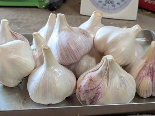 【香川県産】生にんにく1.8kg★2L以上の大玉限定★新鮮収穫!一部訳あり(着色・割れあり)
