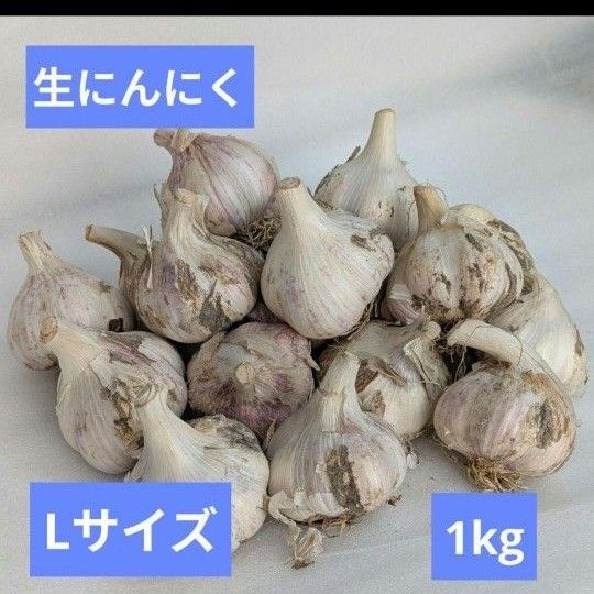 【土付き・根付き】Lサイズ生にんにく 1kg|収穫したて新鮮!香川県産