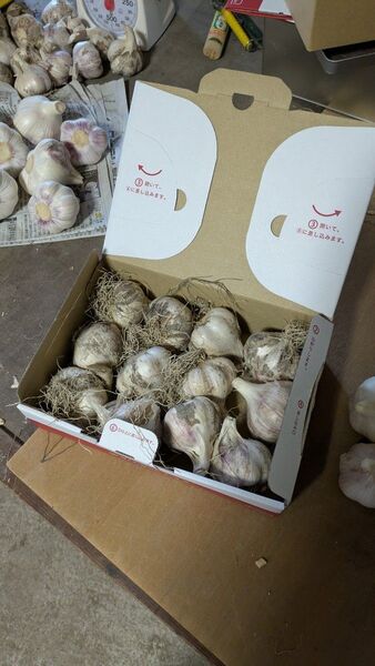. 香川県産◆大玉生にんにく1kg◆2Lサイズ以上◆採れたて・土付き