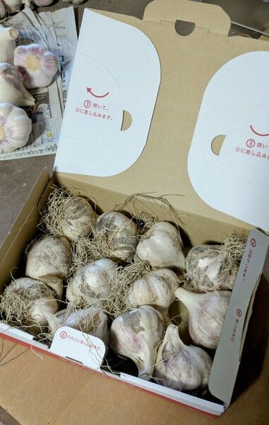 . 香川県産◆大玉生にんにく1kg◆2Lサイズ以上◆採れたて・土付き