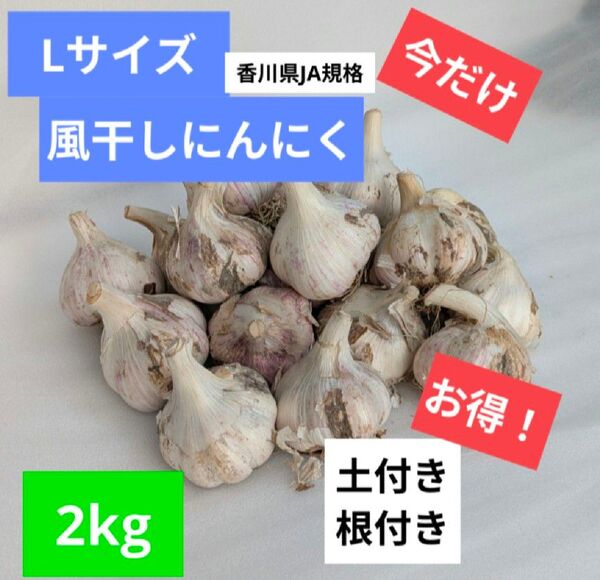 Lサイズ・2kg|農家直送・風干しにんにく(土付き・半乾燥・香川県産)