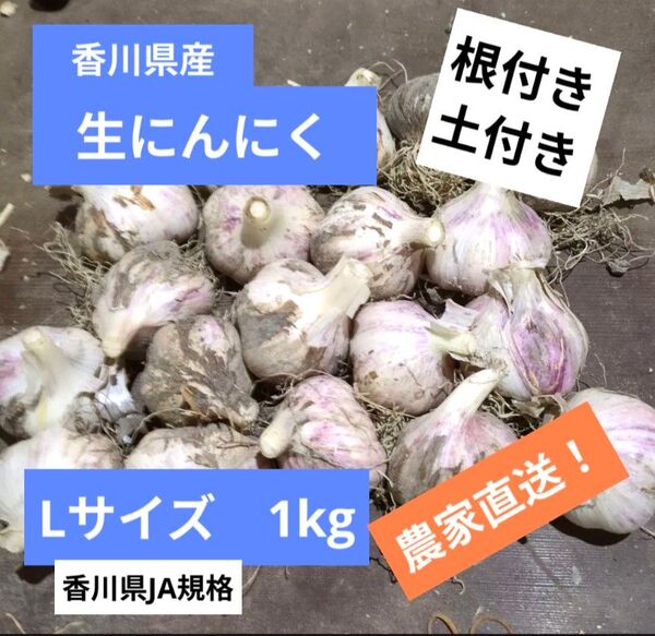 生にんにく Lサイズ 1kg|農家直送・土付き!香川県産