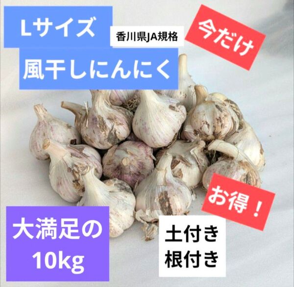 Lサイズ・10kg|農家直送・風干しにんにく(土付き・半乾燥・香川県産)