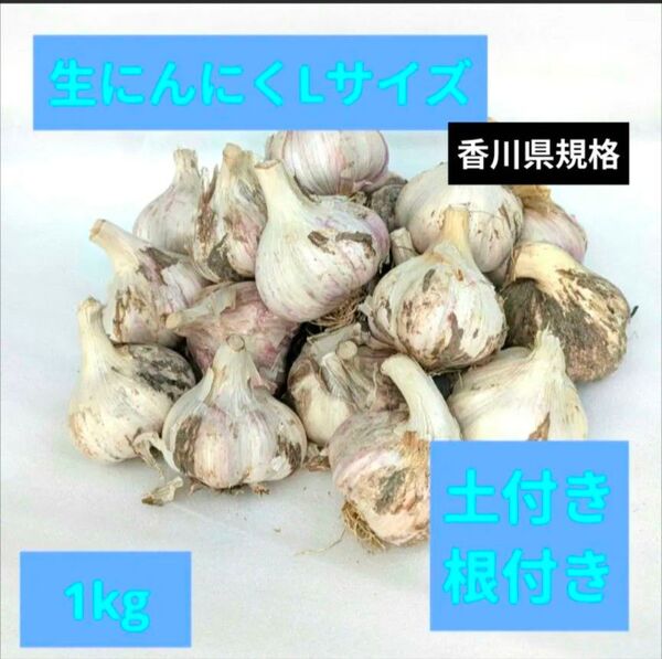 【土付き・根付き】香川県産 Lサイズ生にんにく 1kg|嘉定種|収穫したてを直送!