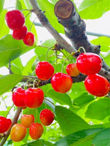 早朝もぎたて! 山形県東根産 さくらんぼ紅さやか 700g