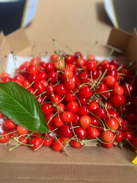 【間も無く終了】早朝もぎたて! 山形県東根産 さくらんぼ紅さやか 700g