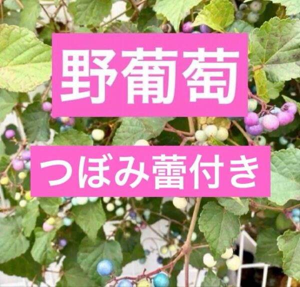 野葡萄つぼみ蕾付き 抜き苗1株