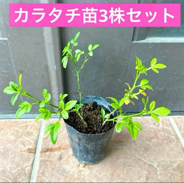 カラタチ抜き苗3苗株セット 2年目 現品限り