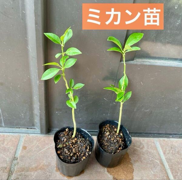 ミカン 抜き苗 1株 2年目