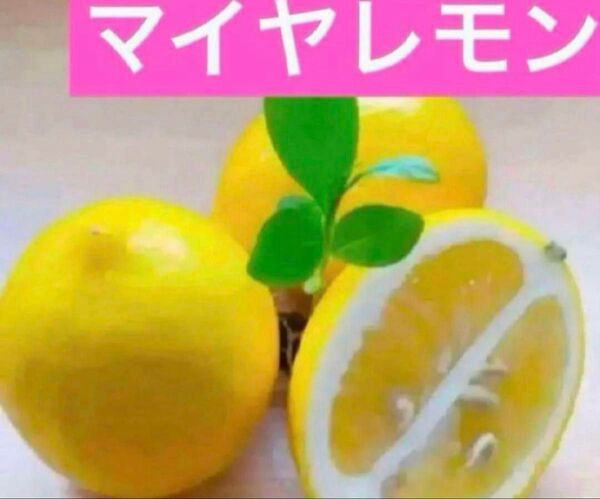 マイヤレモン赤ちゃん苗 4cmポット入り1株