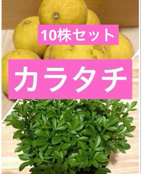 カラタチ 小苗 抜き苗10株セット