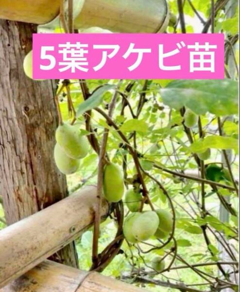 5葉アケビ苗抜き苗1株 2年目