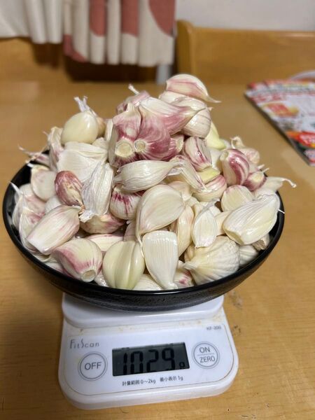 新ニンニク 愛知県産 訳あり 在庫もう少しで終了します。