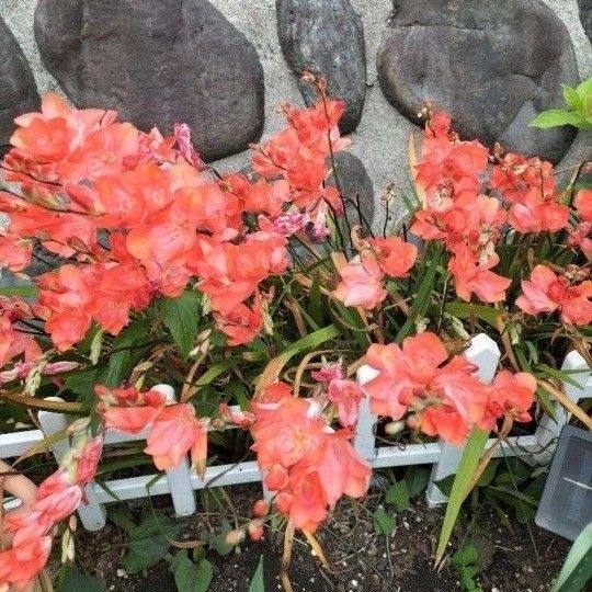 トレトニア球根 12球