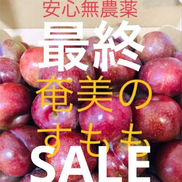 ★最終SALE★お得な3キロ 安心無農薬栽培 奄美のすもも プラム ガラリ