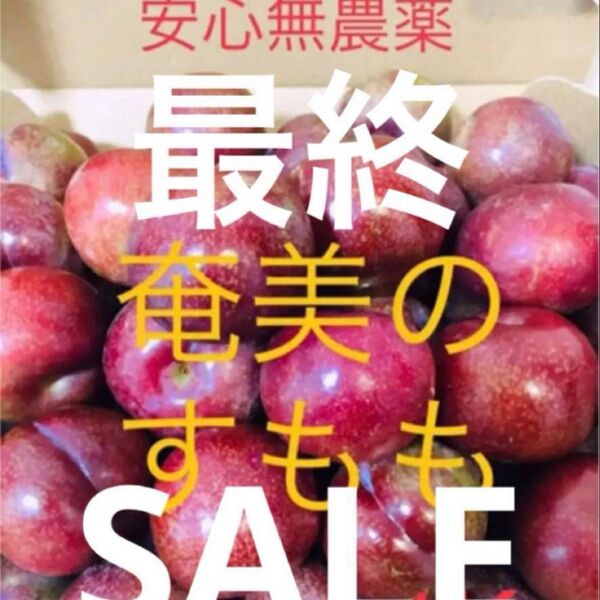 ★もうすぐ終了★安心無農薬栽培 奄美大島産 すもも プラム ガラリ