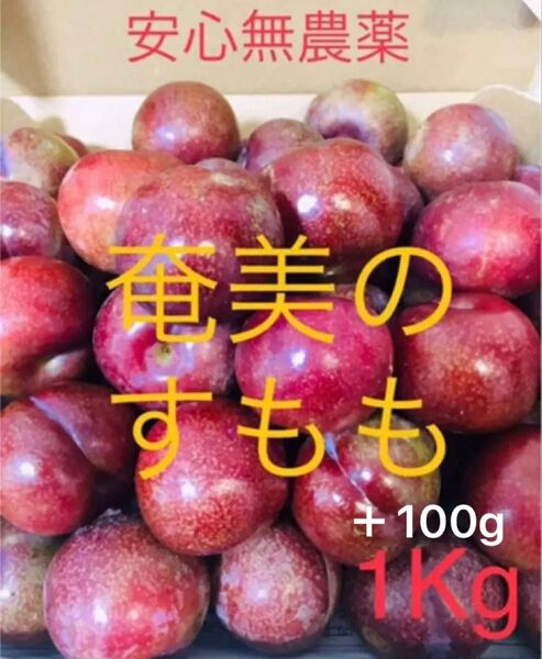 ★奄美大島産★安心無農薬栽培 すもも プラム ガラリ今だけ+100g