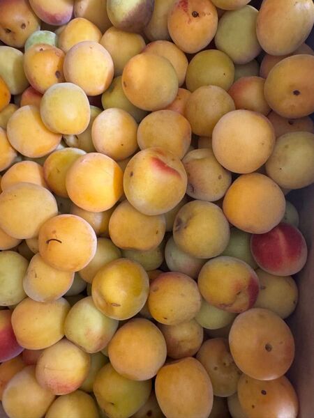 和歌山県産南高梅10kg2L、L混み売り