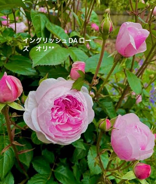 薔薇 バラ苗 イングリッシュDAローズ 挿木苗 オリ**