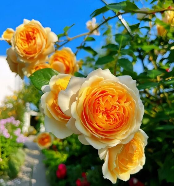 薔薇 バラ苗 イングリッシュDAローズ 挿木苗