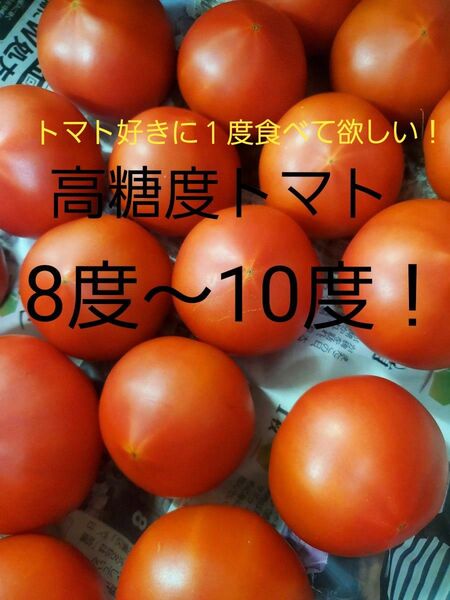 味に自信あり! 大分県産 高糖度トマト 約1kg 味の濃い塩熟トマト
