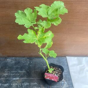 赤クリムソン問い合わせ確認用