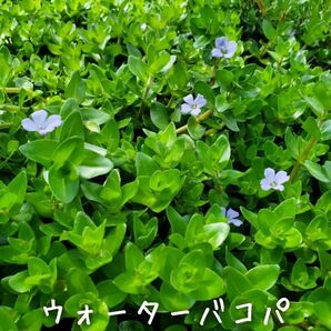【青い森めだか】水生植物・水草「ウォーターバコパ」10本