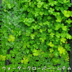 【青い森めだか】水生植物・水草「ウォータークローバー・ムチカ」1ポット
