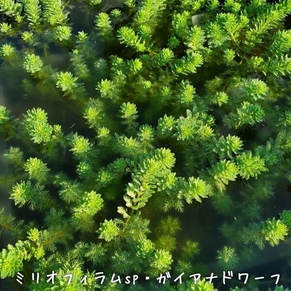 【青い森めだか】水生植物・水草「ミリオフィラムsp.ガイアナドワーフ」10本