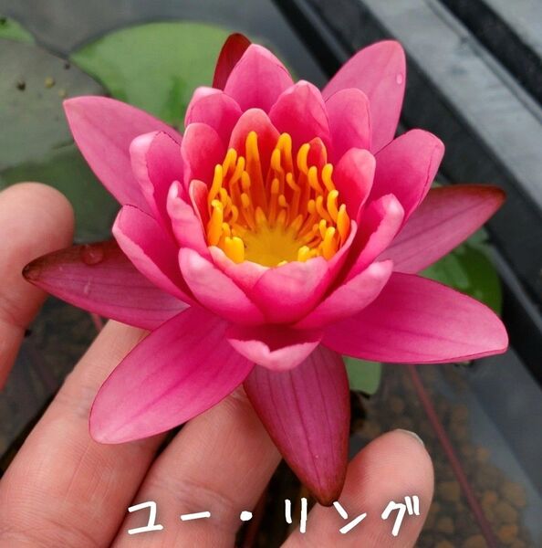 【青い森めだか】耐寒性睡蓮・スイレン・水草「ユー・リング」1株