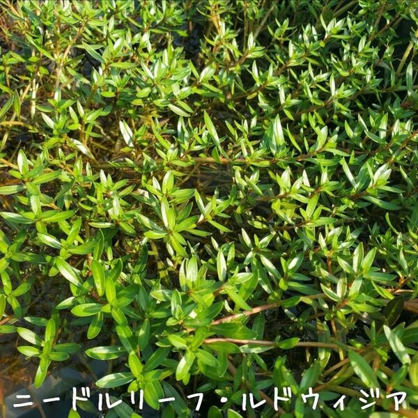 【青い森めだか】水生植物・水草「ニードルリーフ・ルドウィジア」10本