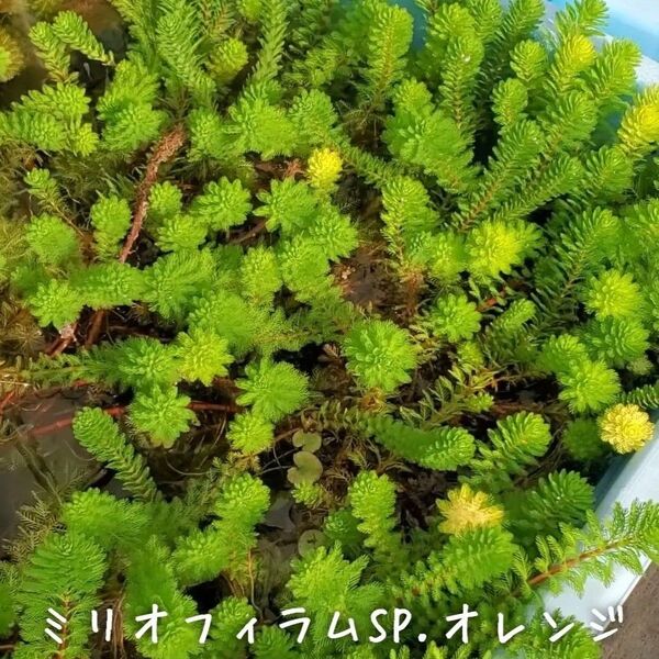 【青い森めだか】水生植物・水草「ミリオフィラムsp.オレンジ」10本